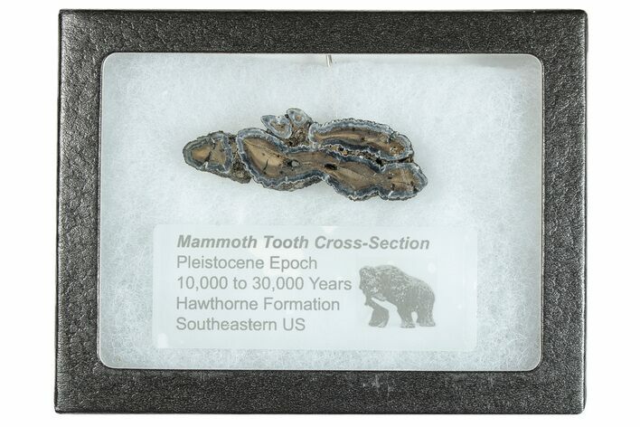 Mammoth Molar Slice With Case - South Carolina #291071